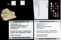 Foto (Objekt + Etiketten) von Cycloprosopon sp. 